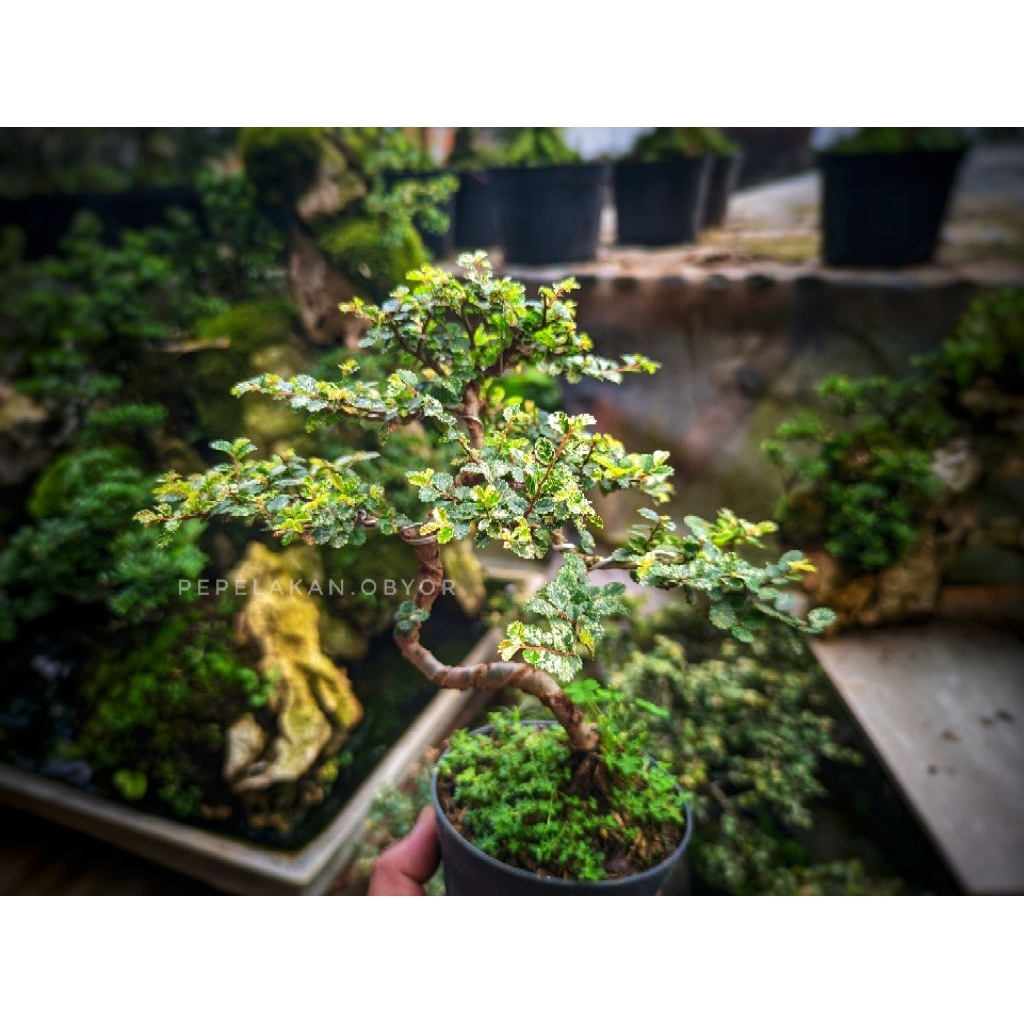 Bonsai Mini Ulmus Variegata Super Micro Sudah Berkarakter Siap Pajang Bonus Pot dan media Tanam