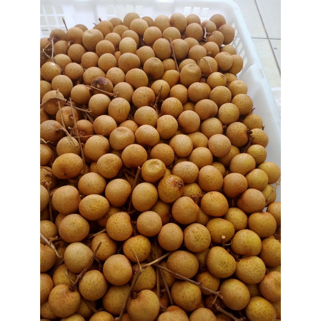 

Lengkeng ( Longan Gold ) Krat 10-11kg