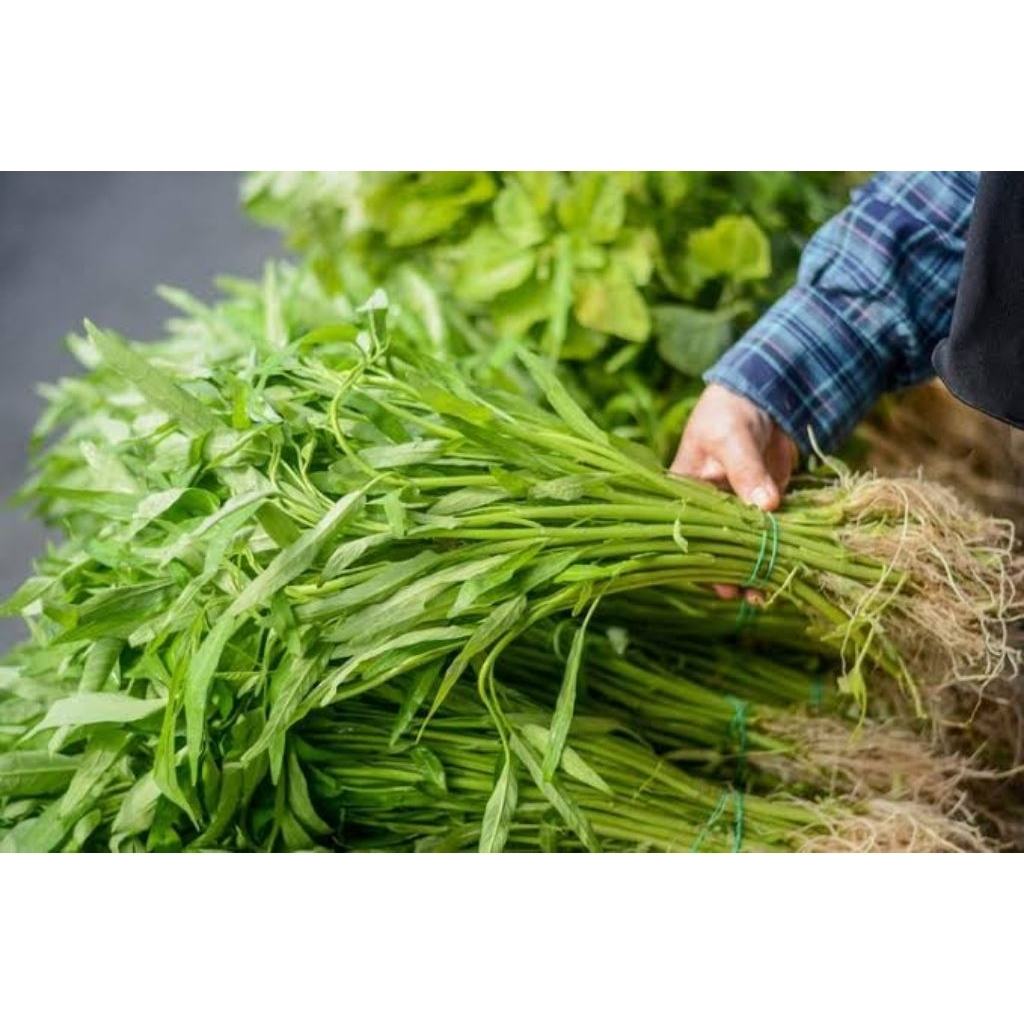 

kangkung 1 ikat fresh termurah