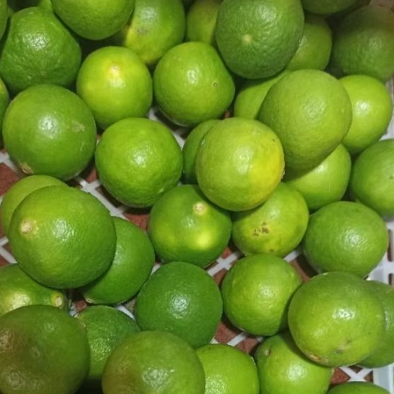 

INSTAN KOTA JAMBI Jeruk Nipis 200gr