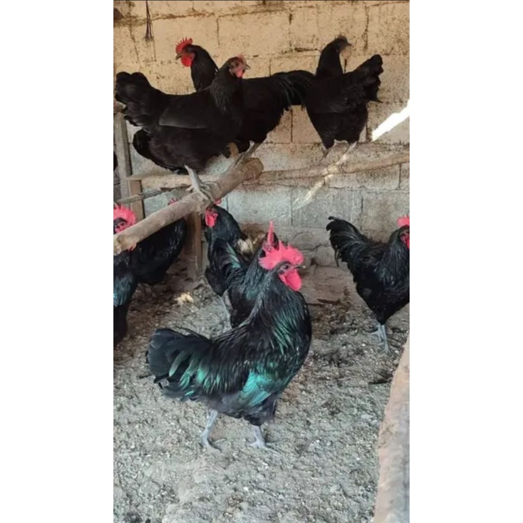 

Telur Ayam Black Permud 3 (BP3) untuk di tetaskan