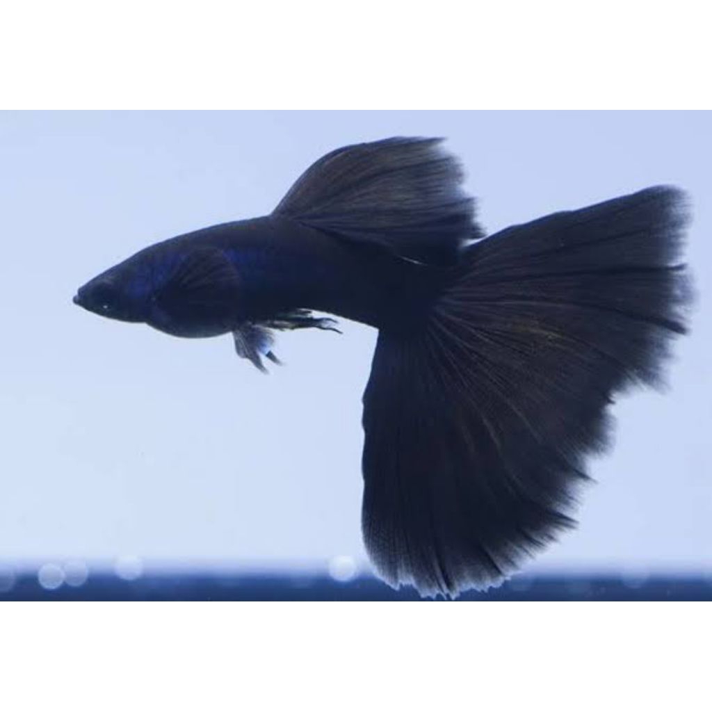 AKSESORIS AQUARIUM SEPASANG GUPPY BLACK MOSCOW NORMAL