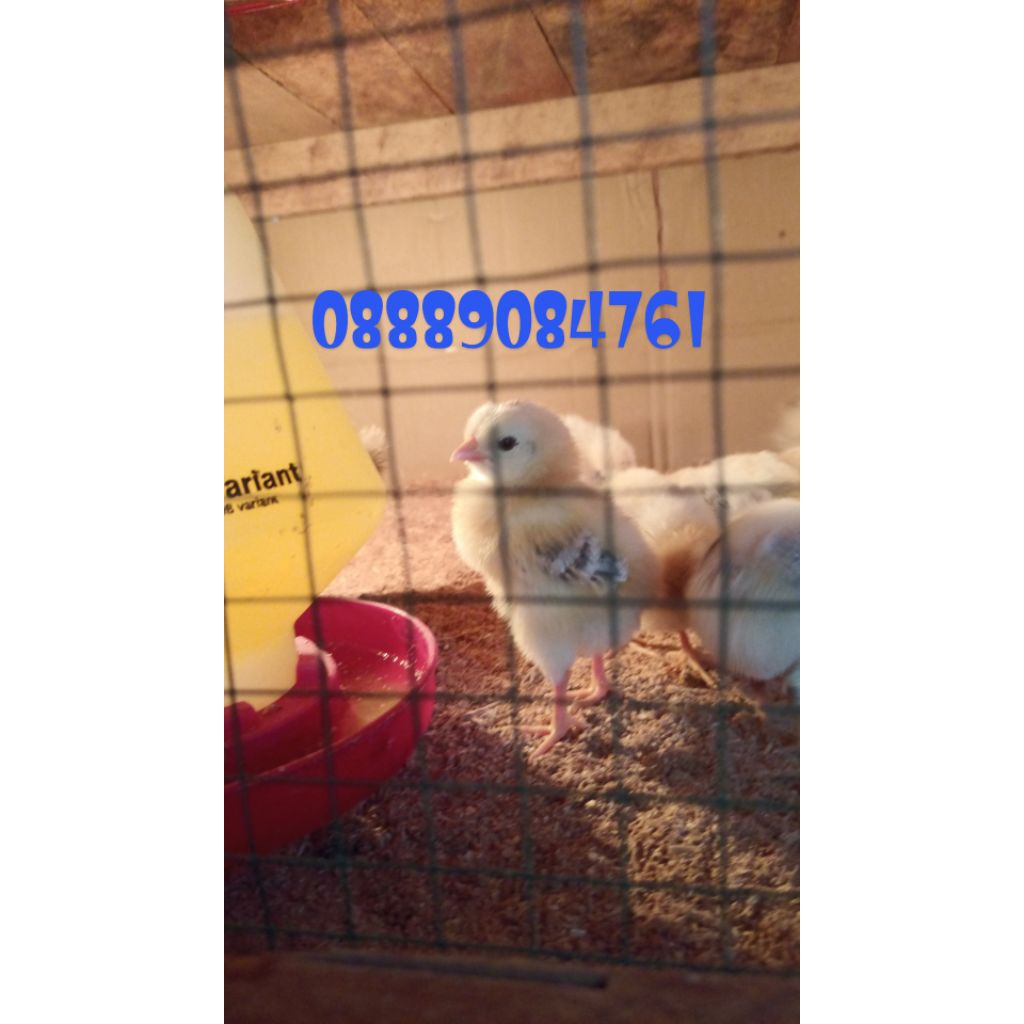 (KHUSUS SUM-BAR) Telur Fertil Elba ayam kampung ras petelur unggul bisa ditetaskan