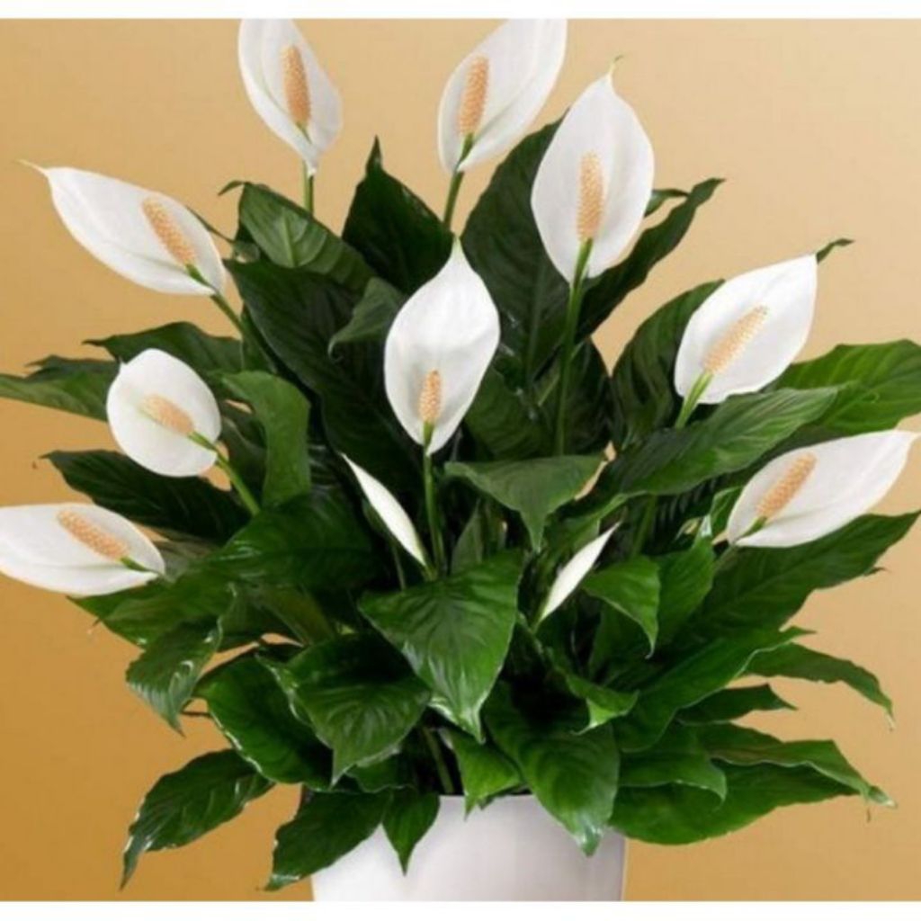 Tanaman Peace Lily Spatufillum Tanaman Hias Peace Lily