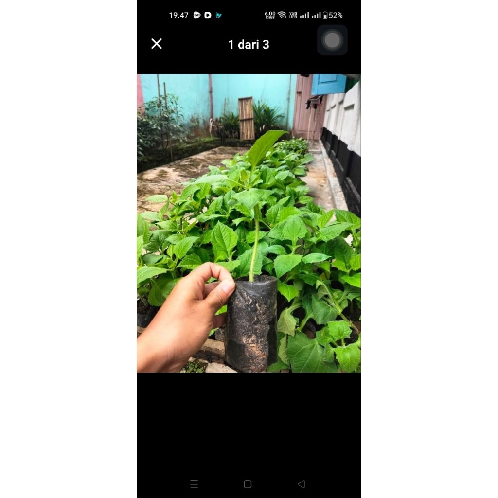 jual bibit yakon, umbi yakon daun insulin. asal bibit dari rimpang