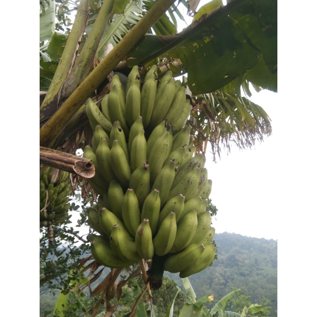 

buah pisang asem(nama lokal) satu tandan