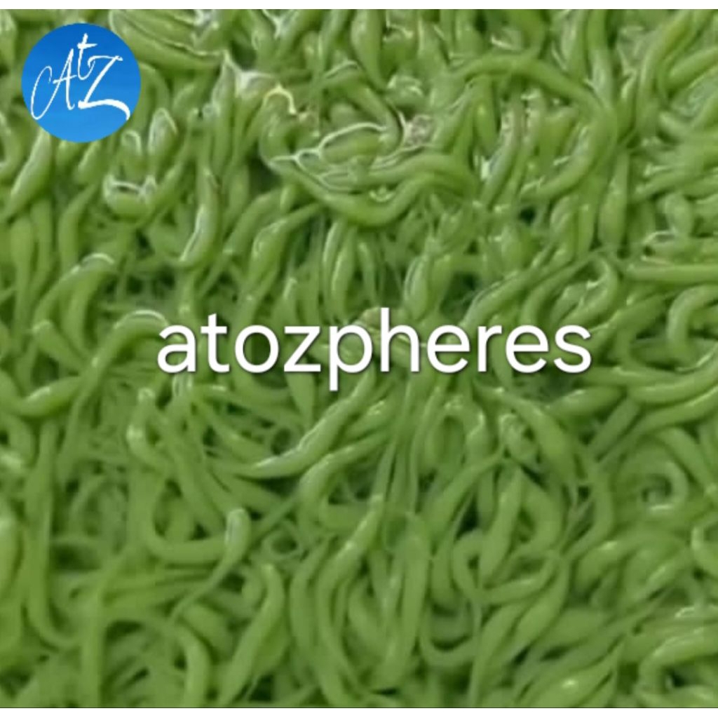 

Cendol dawet homemade Medan