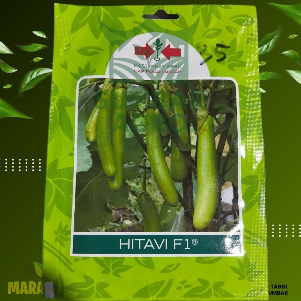 Benih Terong HITAVI F1 // Bibit unggul terong hijau