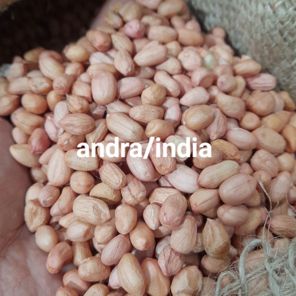 

[bumbu] Kacang Tanah biji bulat kwalitas super