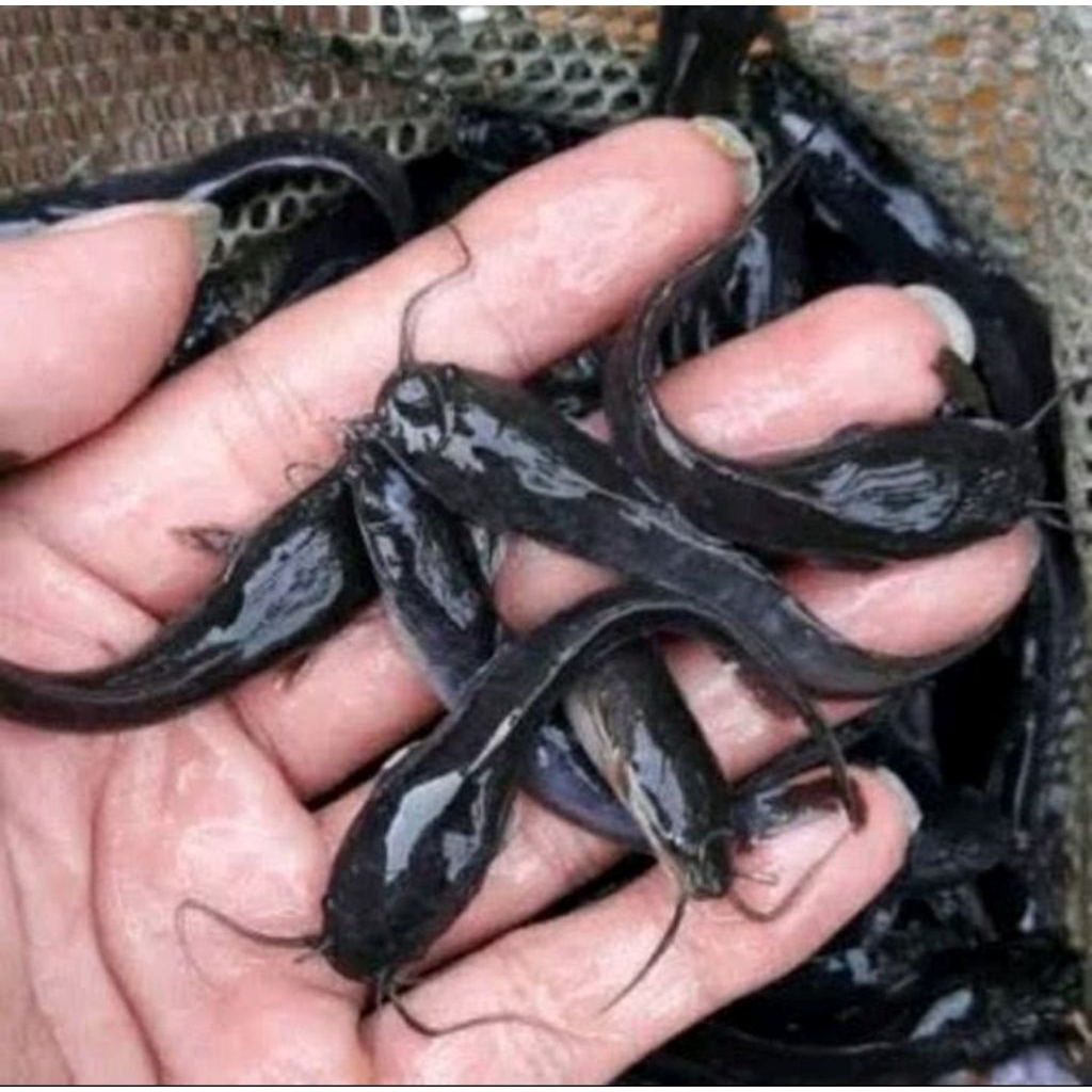 Bibit Lele Sangkuriang/Mutiara Paket 100 Ekor - Ukuran 9/10 Cm - Bibit Unggul dari Indukan Berkualit