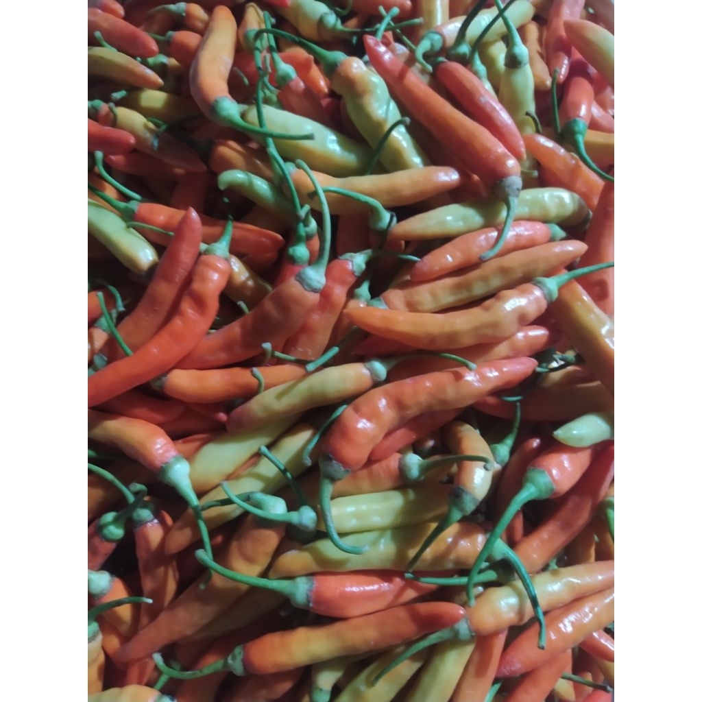 

Cabe Merah Rawit Segar 1 Kg - 500 Gr - 250 Gr
