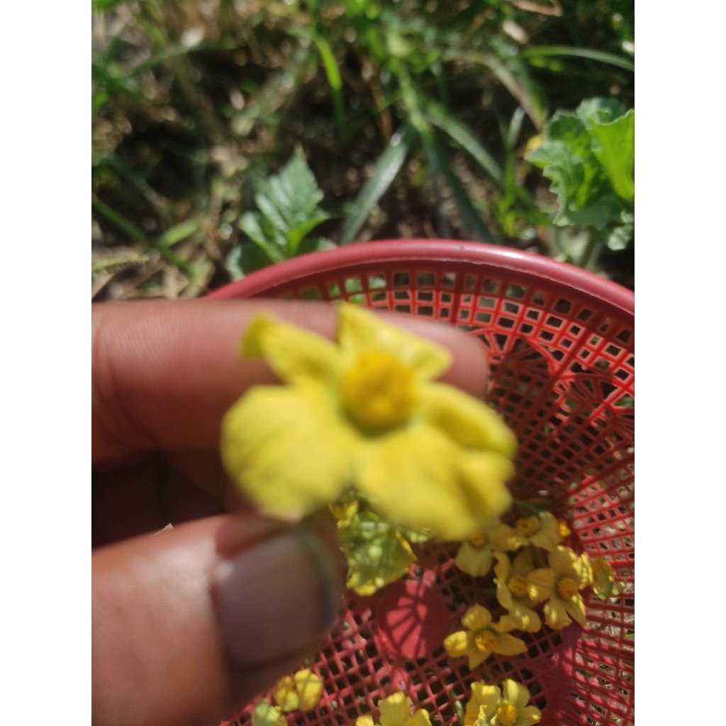 

BUNGA SEMANGKA UNTUK BIBIT