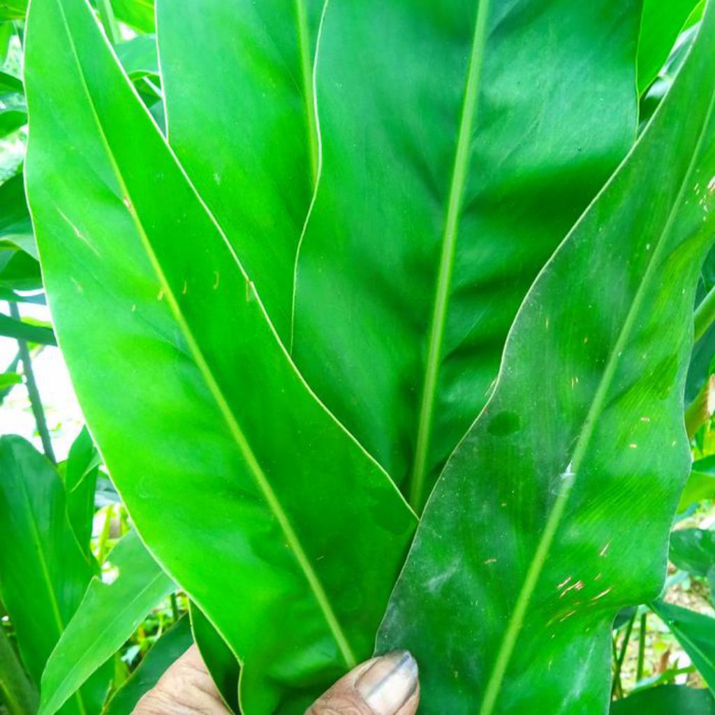 

Daun lengkuas fresh bahan jamu herbal alami 500 gram