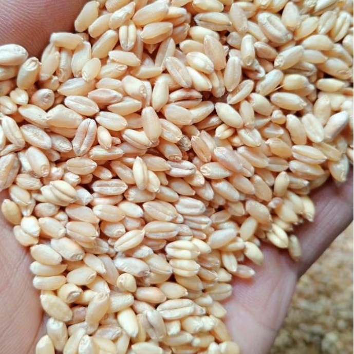 

20 KG BIJI GANDUM BERSIH PUTIH DAN COKLAT