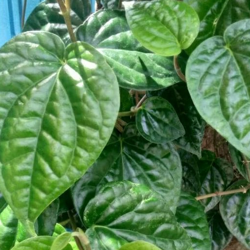 

DAUN SIRIH Hijau segar dipetik langsung dari pohon Saat DIORDER.