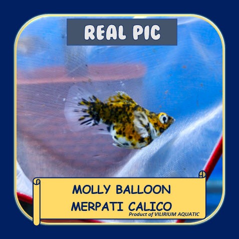 IKAN HIAS AIR TAWAR - MOLLY BALON MERPATI CALICO / MOLLY BALON GOLDEN CALICO BIG EAR (IKAN AQUASCAPE