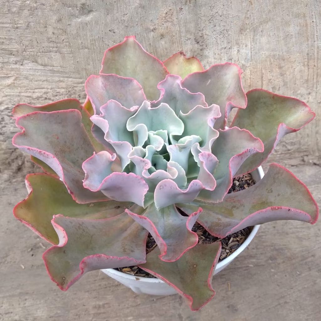 Sekulen Jumbo Echeveria Cantili