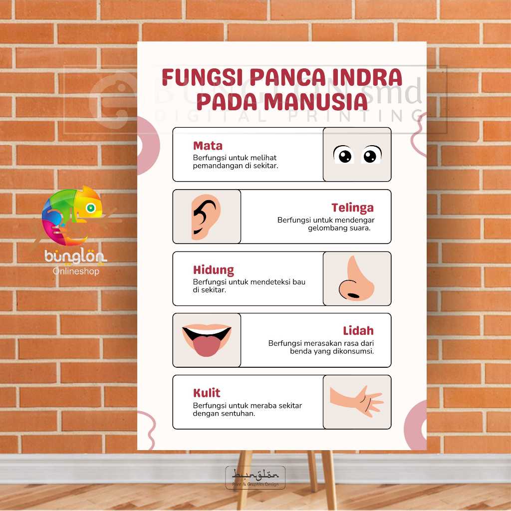 Cetak Poster Fungsi Panca Indra Pada Manusia