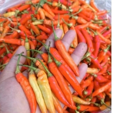 

Cabe Rawit Merah 500 gram