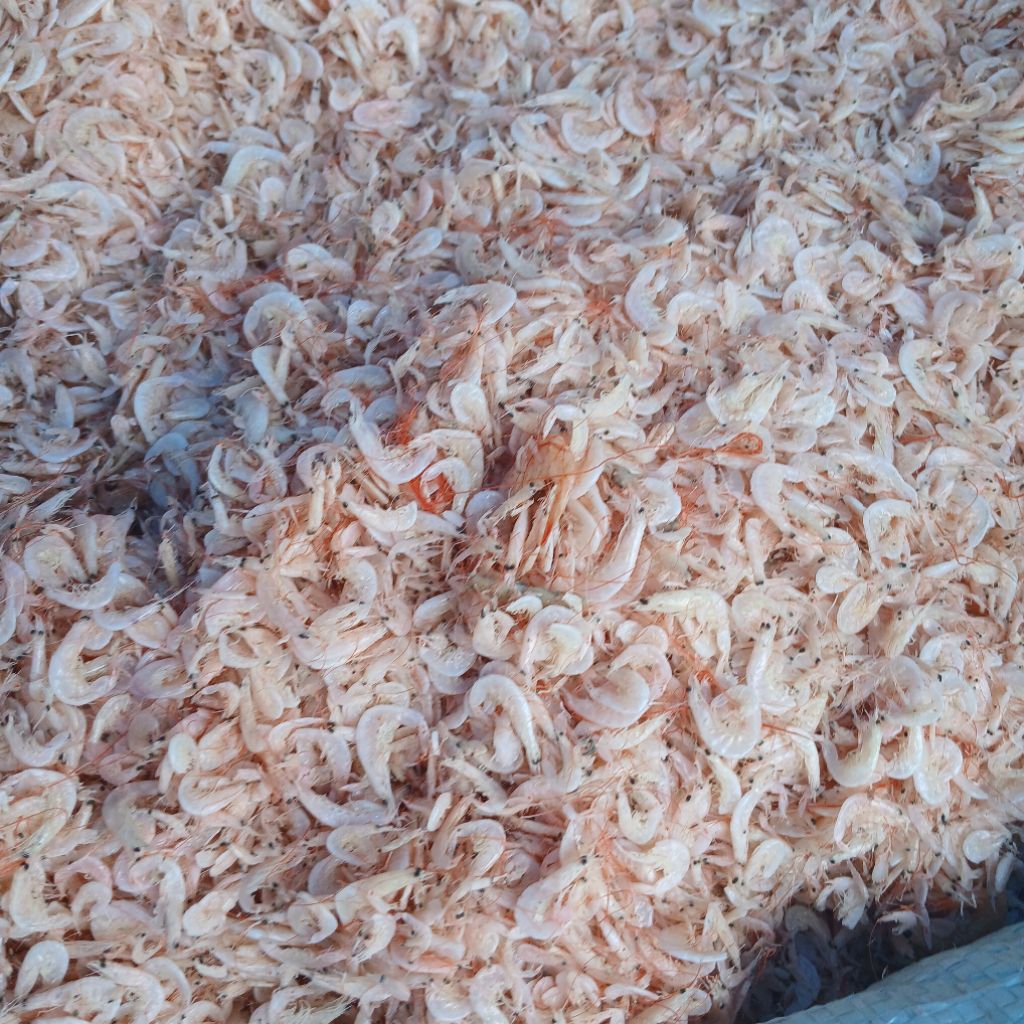 

UDANG KECEPE MEDAN /REBON BERAT 250 gram