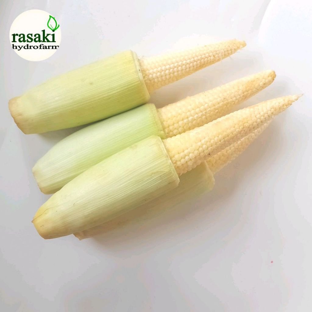 

jagung muda semi segar 250gr