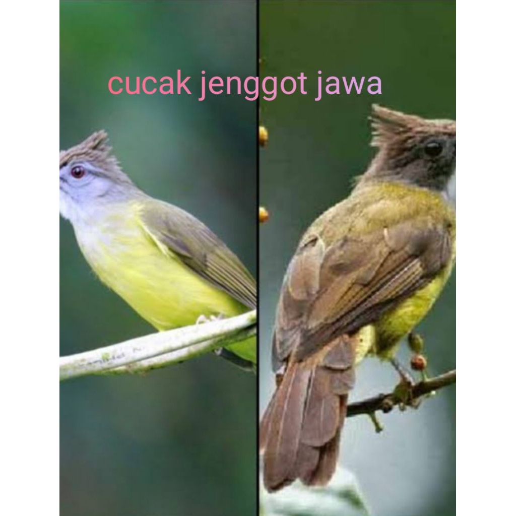 cucak jenggot jawa rawatan