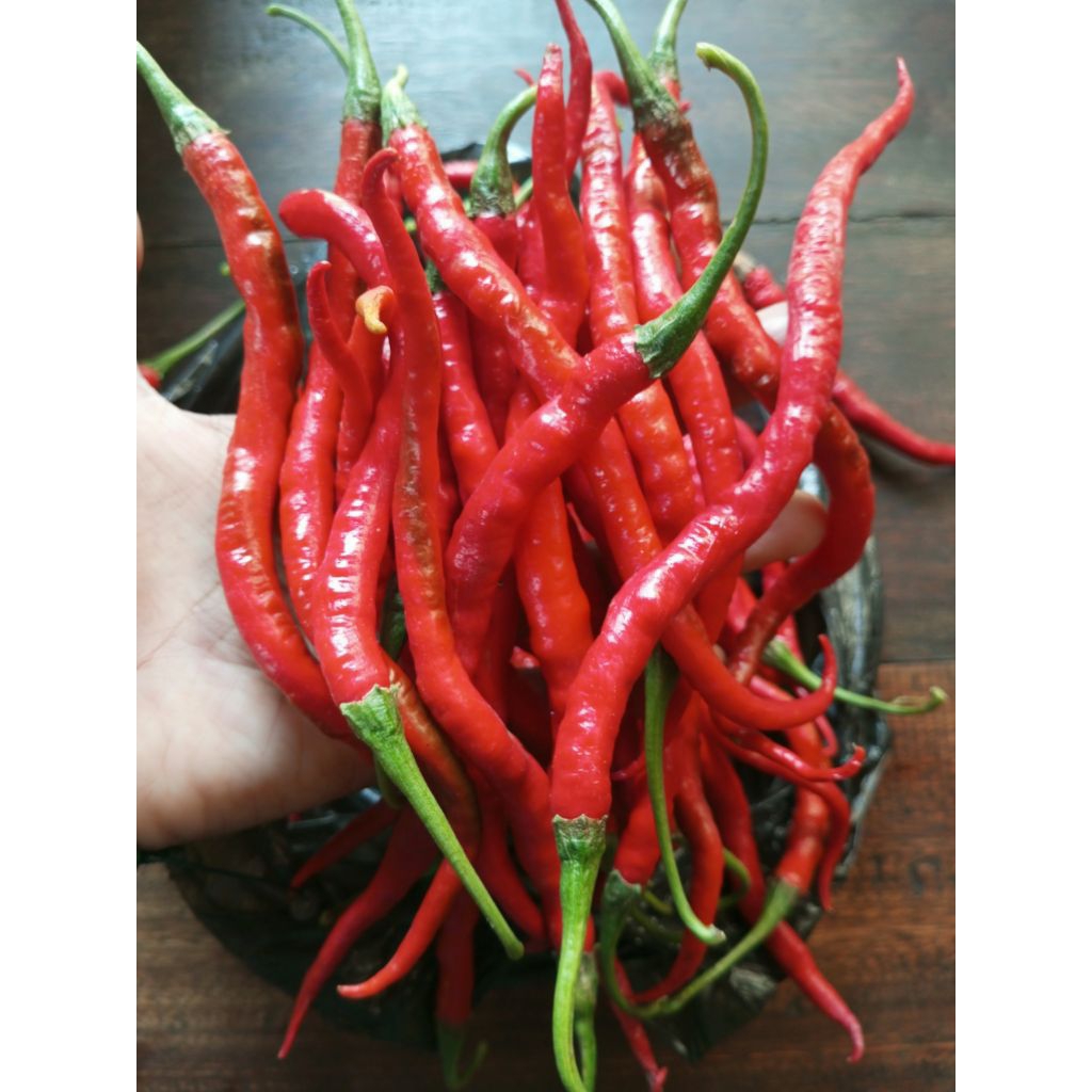 Gn. Cabe merah keriting / cabai merah keriting - 1Kilo (khusus pengiriman SPX)