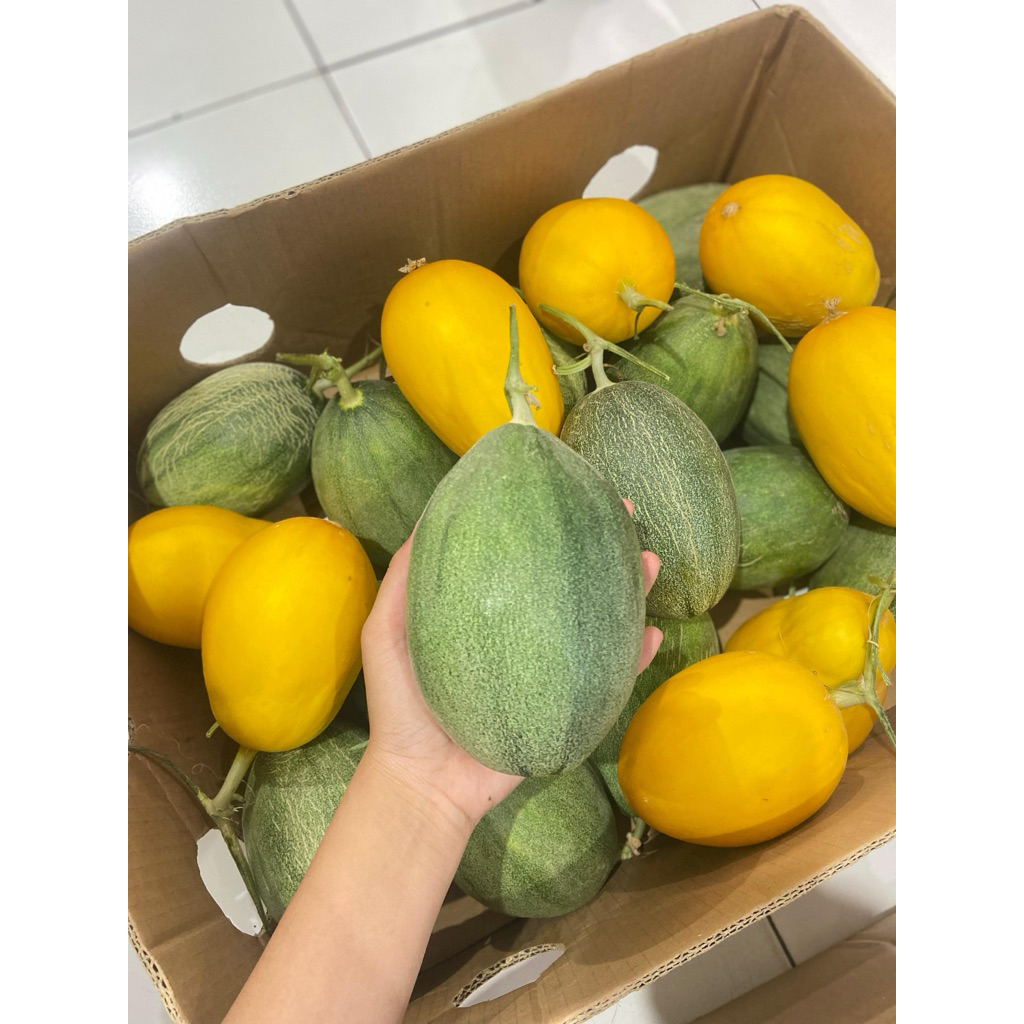

buah melon hidroponik hami MINI honey globe sweet honey manis brix 14-17 manis honeydew white pearl
