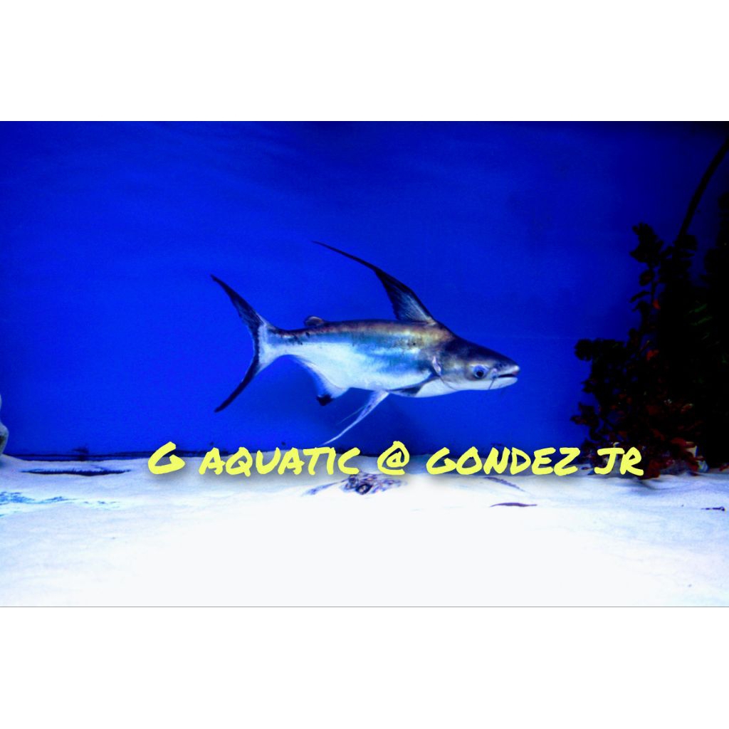 ikan gengiskhan catfish size 10-11cm