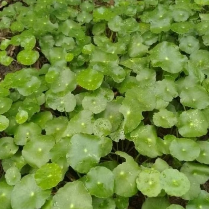 

new promo daun kemanggi antann hutan 200 grm