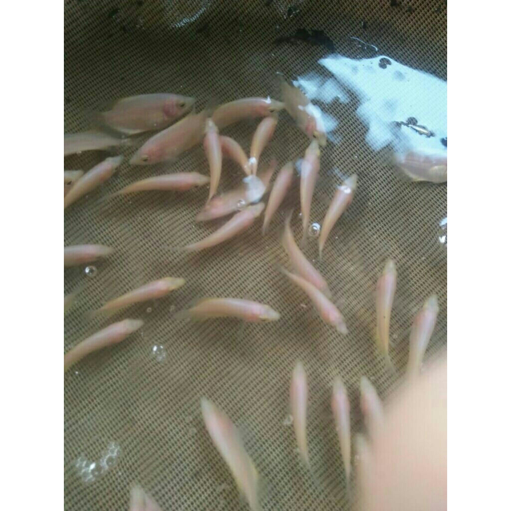 Paket isi 20+2 Bonus Gurame Padang Merah.Size Jari Manis.