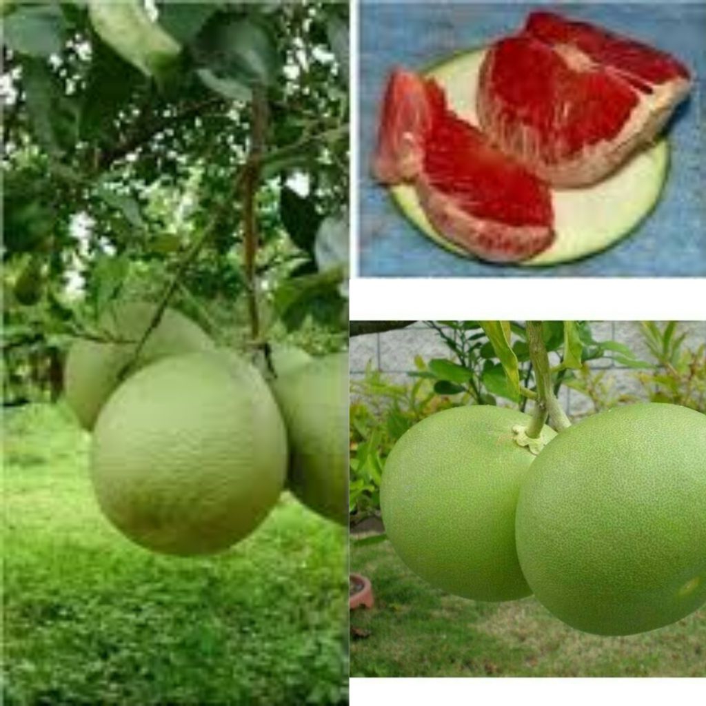 BIBIT JERUK RED PAMELO, PAMELO MADU , JERUK BALI HASIL OKULASI