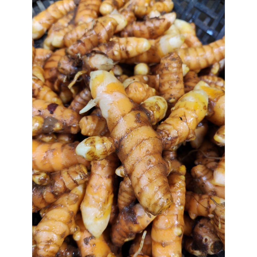 

kunyit segar baru panen 1,KG SIAP KIRIM