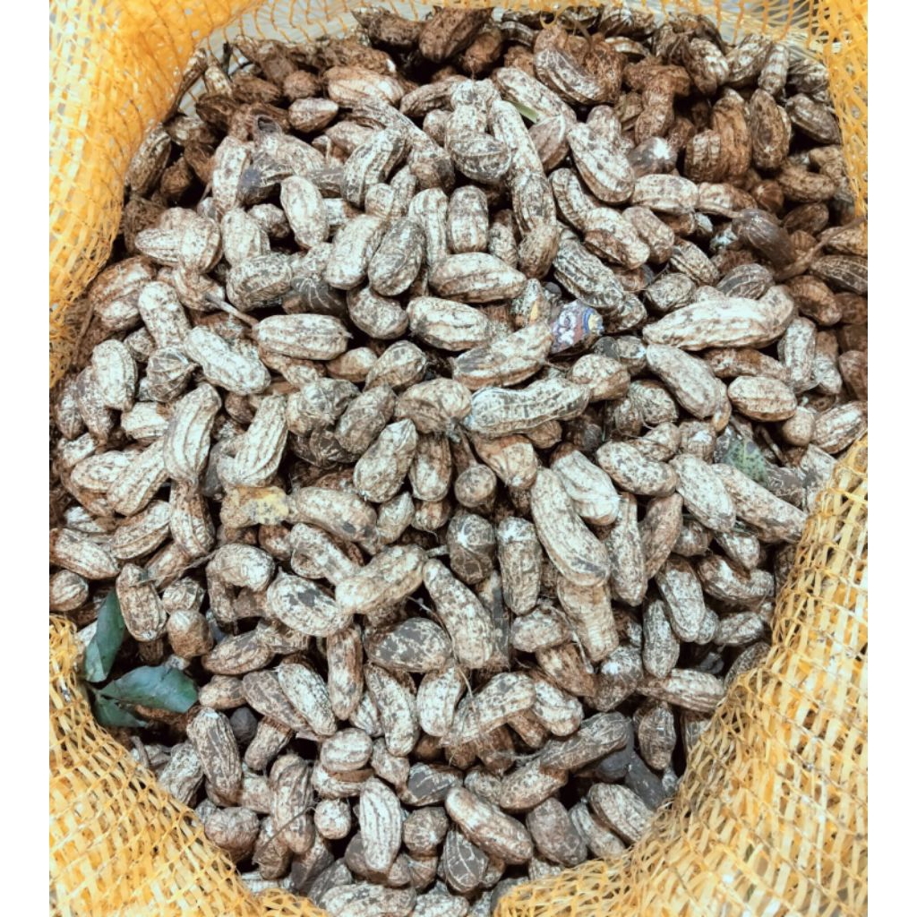 

Kacang Tanah Kulit Mentah Segar Fresh 1kg