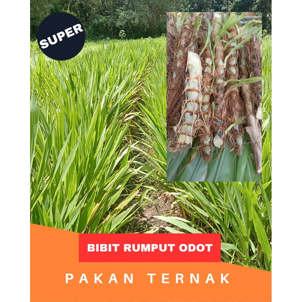 BIBIT RUMPUT ODOT RUMPUT KOLONJONO RUMPUT GAJAH RUMPUT PAKAN KAMBING SAPI 1 KG