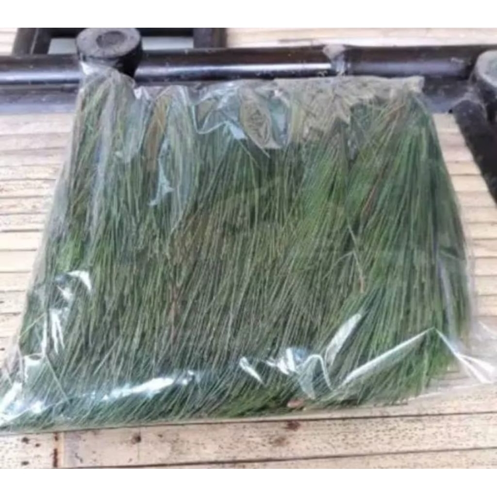 

daun pinus segar paket 1KG SIAP KIRIM