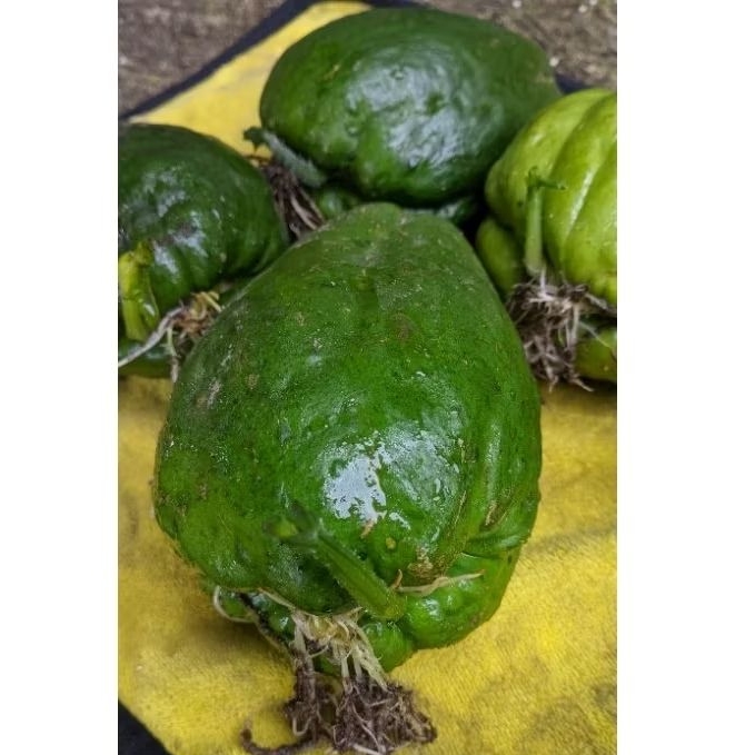 

husnafreshgarden50 paket Bibit Labu siam