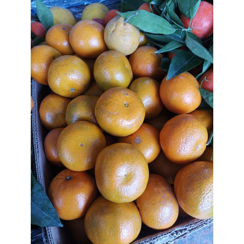 

jeruk Medan 1kg |jeruk manis murah |jeruk ukuran sedang