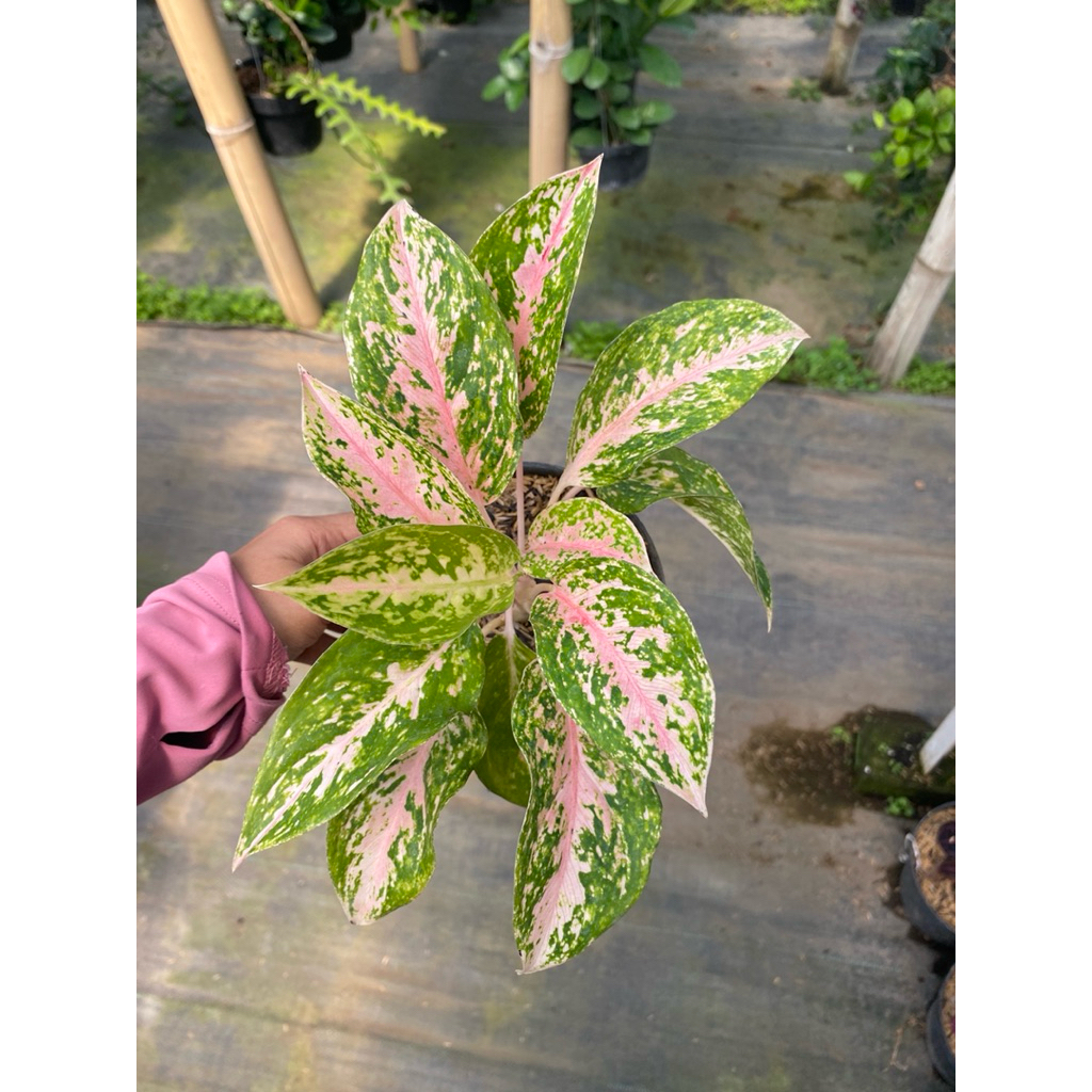 Aglonema ekonomis kecil lokal - aglonema murah - aglonema lokal