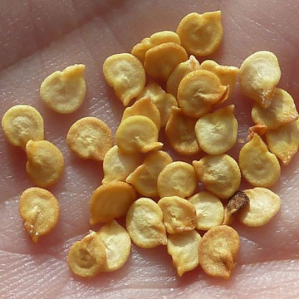 

Benih Bibit Cabe Rawit Super 100 Biji Kualitas Unggul