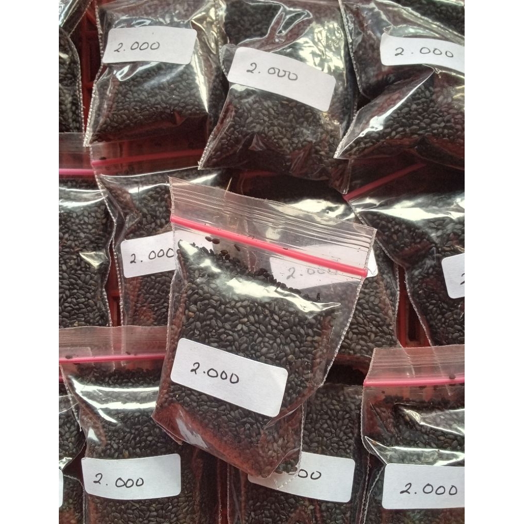 

biji selasih 10 gram