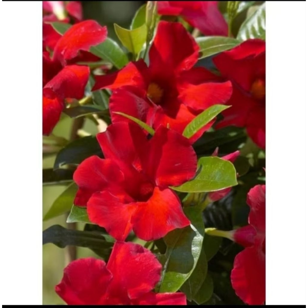 Tanaman Hias Alamanda Bunga Merah - Pohon Bunga Rambat Alamanda