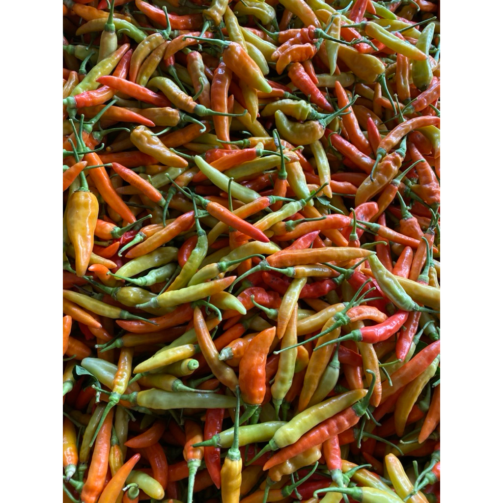 

Cabe Rawit Merah CRM Fresh Segar Baru Petik