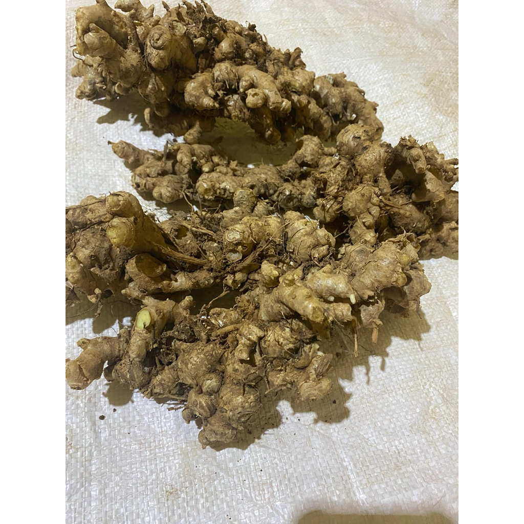 

PROMO jahe emprit ASLI