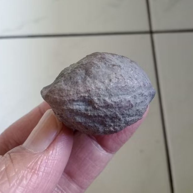 Kemiri Adu Muncang Adu Jayanti Berlin Ori Urgen Full Tua