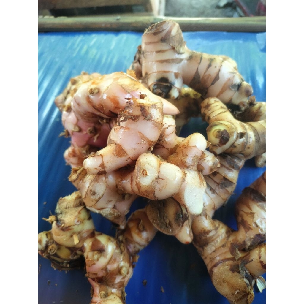 

Lengkuas segar di cuci 1 kg