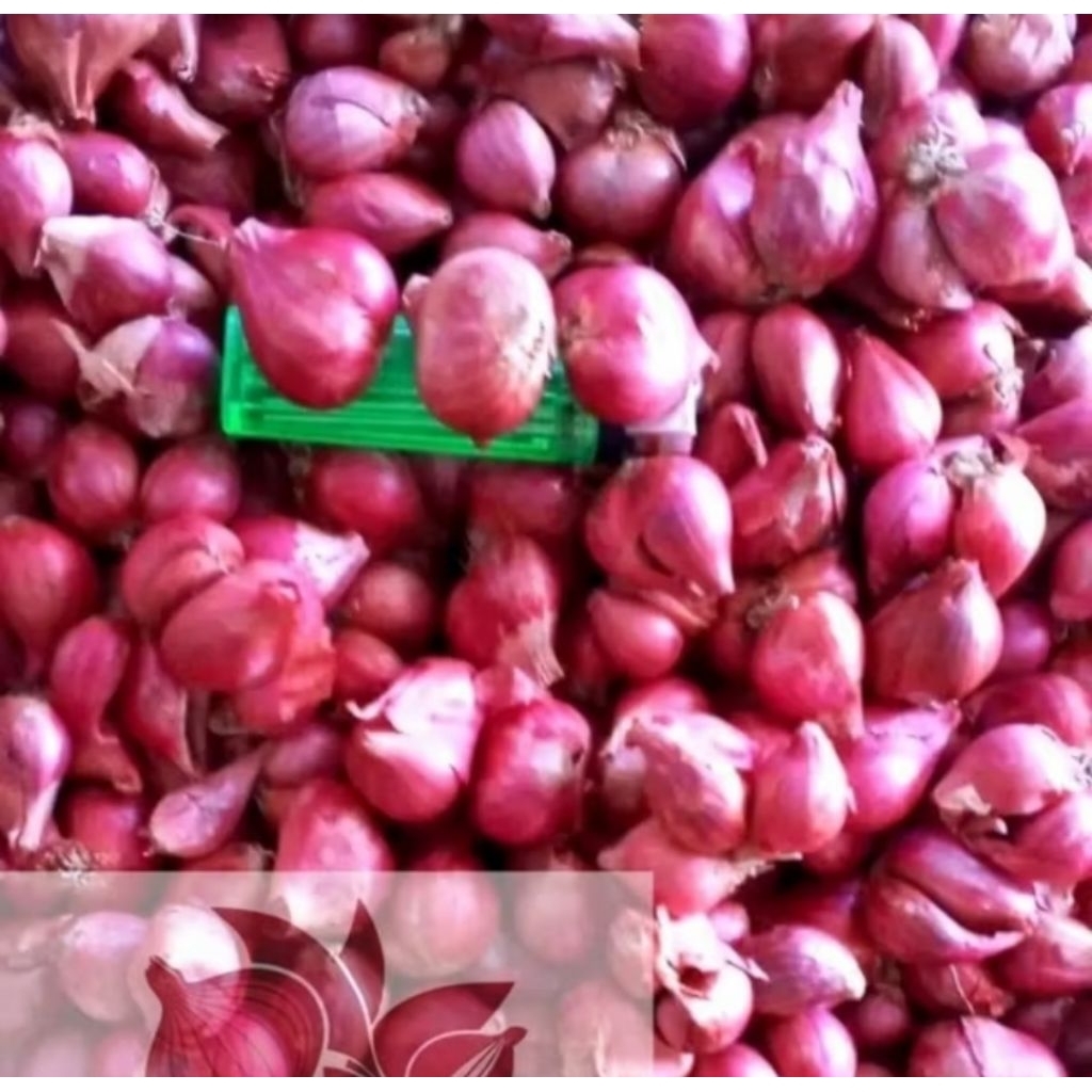 

BAWANG MERAH PROBOLINGGO KECIL SEDANG 100 GRAM