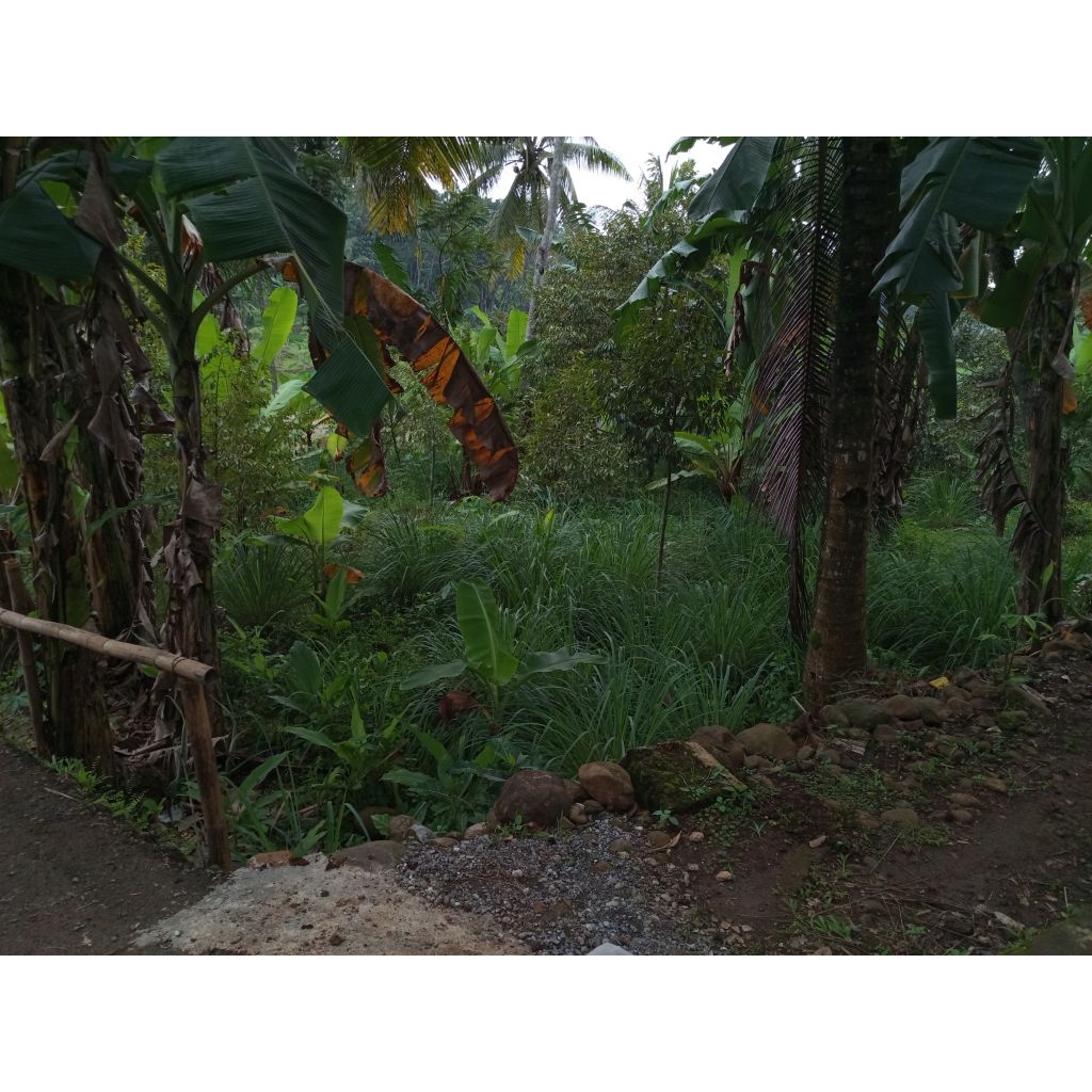 

Sereh bibit dan siap konsumsi