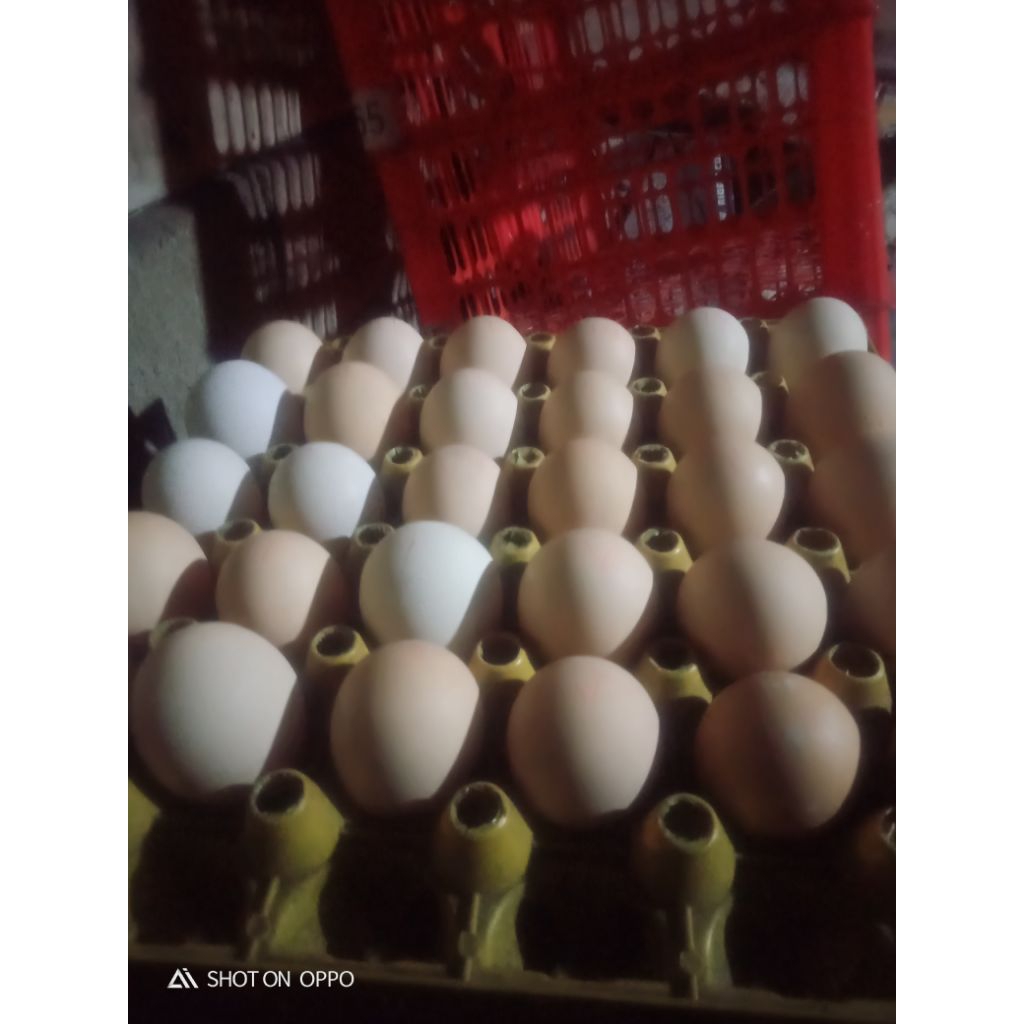 

telur tetas Mardi bisa di tetaskan