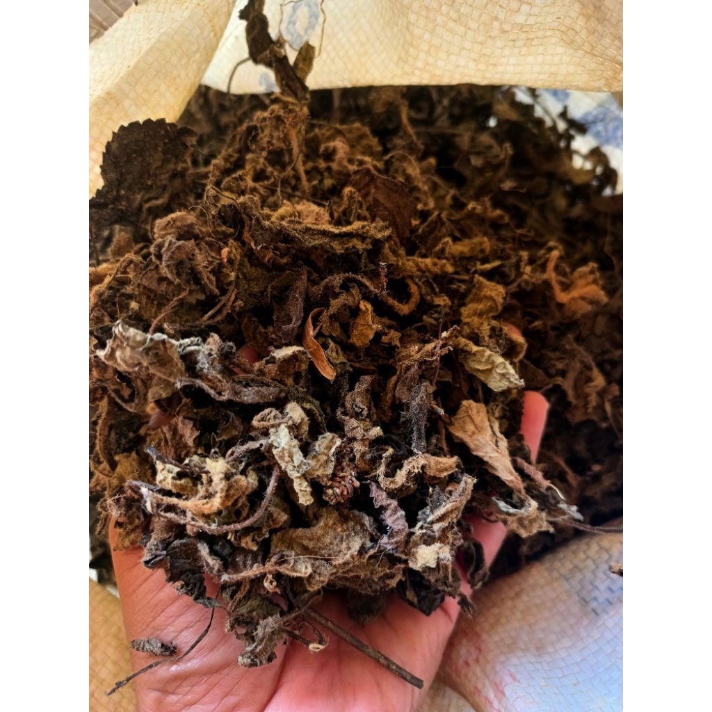 

DAUN CINCAU HITAM/JANGGELAN KUALITAS BAGUS